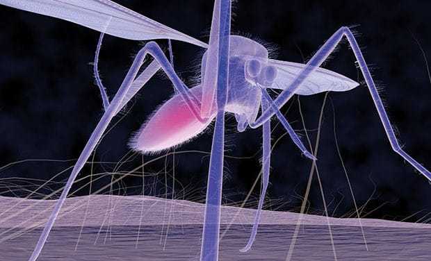 LifeArc funds new projects to address and prevent global threat of dengue fever